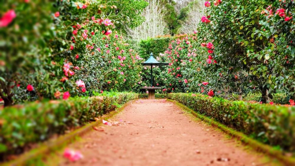 Længe leve sneakers til damer